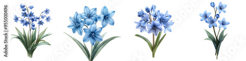 Blue Scilla - Delicate blue spring flower Isolated on Clear Background PNG Highly Detailed 