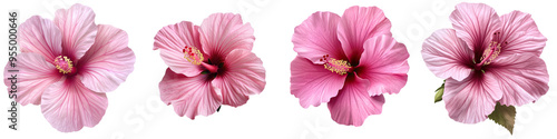 Pink Hibiscus Blooming Flower - Vibrant tropical blossom Isolated on Clear Background PNG Highly Detailed 