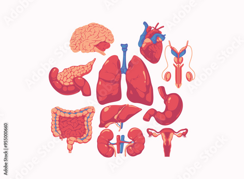 Illustration human internal organs. Human Body Internal Organs and Parts