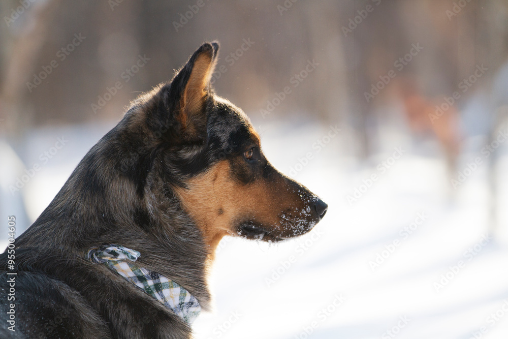 German shepherd running through thick, fresh snow. German shepherd running through thick, fresh snow.