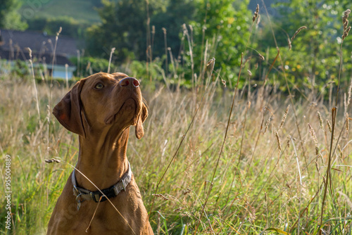 Vizsla dog sat in long grass in soft evening light. Inquisitive look on his face. Striking orange coloured hound. dog portrait. photo