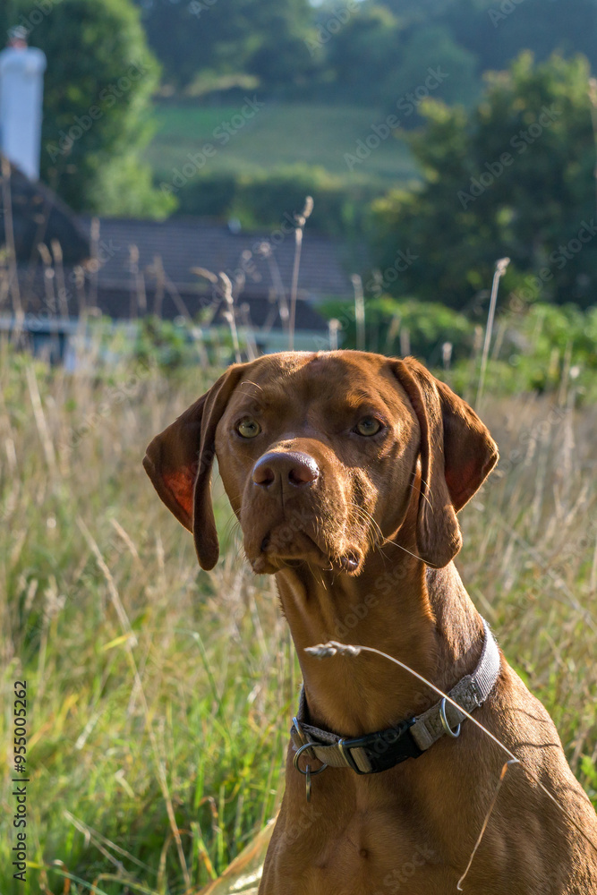 Vizsla dog sat in long grass in soft evening light. Inquisitive look on his face. Striking orange coloured hound. dog portrait. Vizsla dog sat in long grass in soft evening light. Inquisitive look on his face. Striking orange coloured hound. dog portrait.