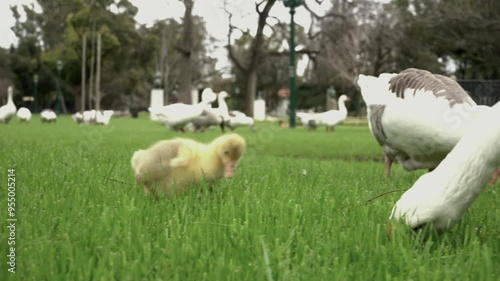 A Goose chick together with adults grazing and eating grass in a square. photo