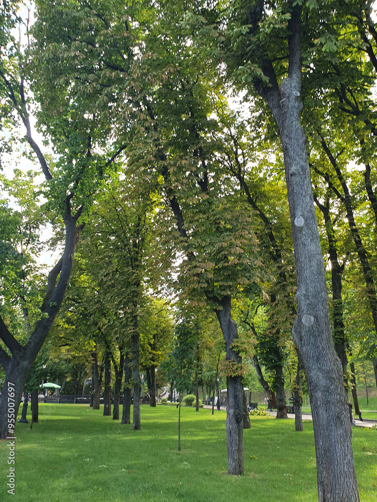 City park with benches for rest, green trees, grass, nature City park with benches for rest, green trees, grass, nature