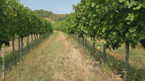 Blaue, reife Trauben in einem Weingarten im Burgenland, Region Neusiedlersee, Österreich photo