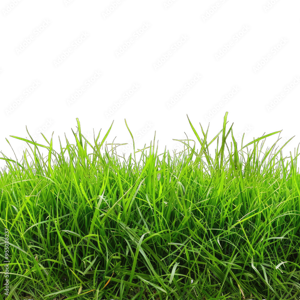 green grass isolated on white background on transparent background png
green grass isolated on white background on transparent background png
