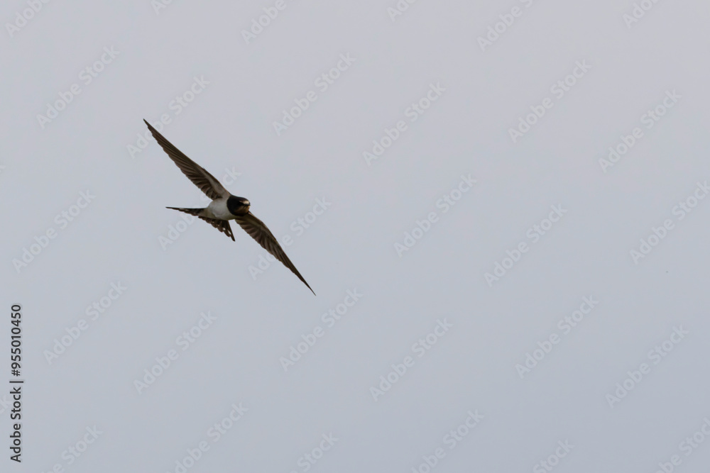 Barn Swallow Hirundo rustica in flight Barn Swallow Hirundo rustica in flight