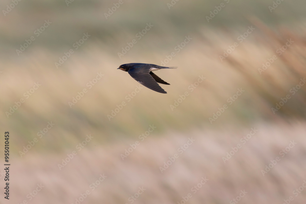 Barn Swallow Hirundo rustica in flight Barn Swallow Hirundo rustica in flight