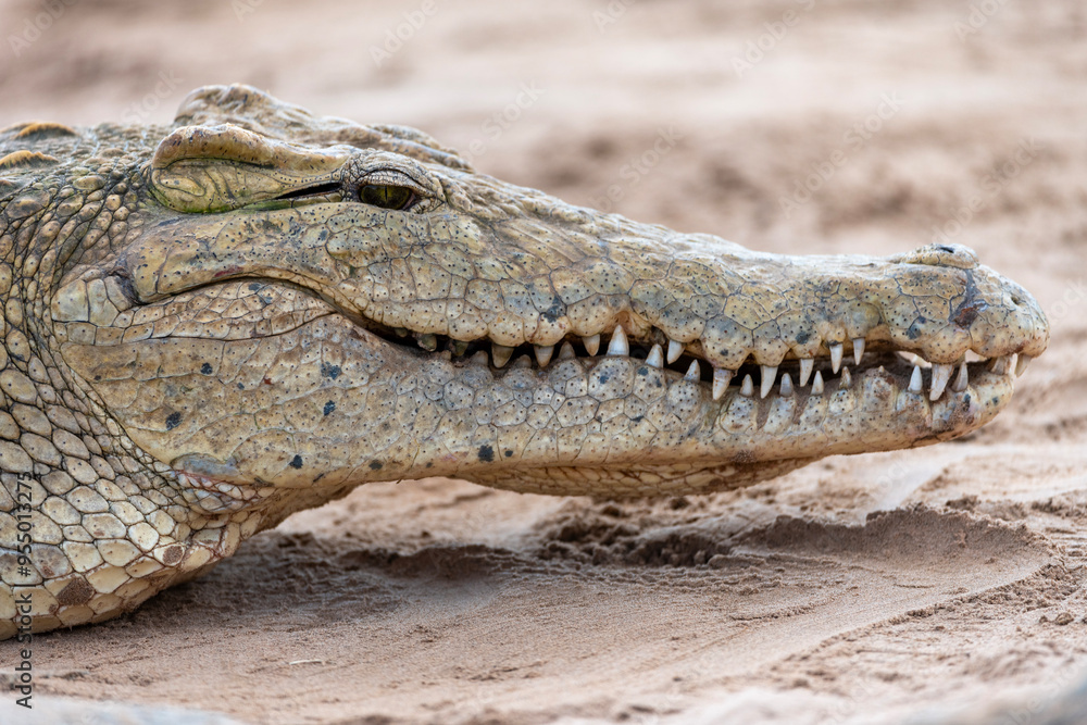 Obraz premium Coccodrillo