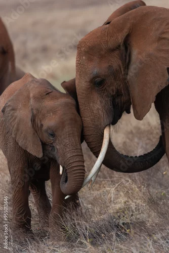 Obraz Mamma e cucciolo di elefante