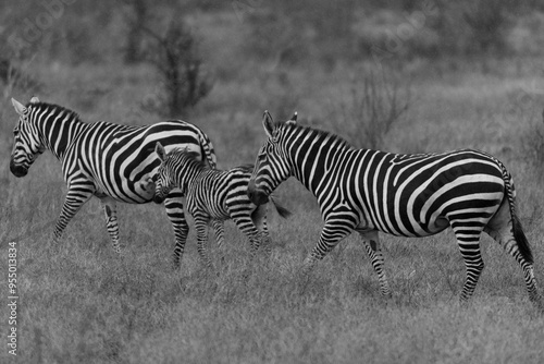 Famiglia di Zebre photo