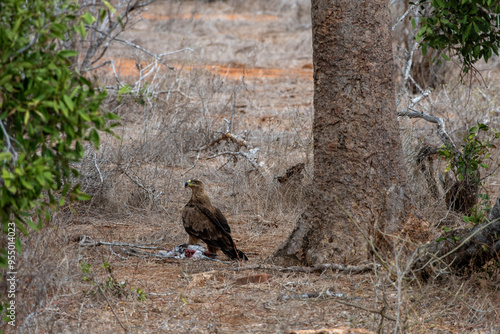 Aquila che mangia