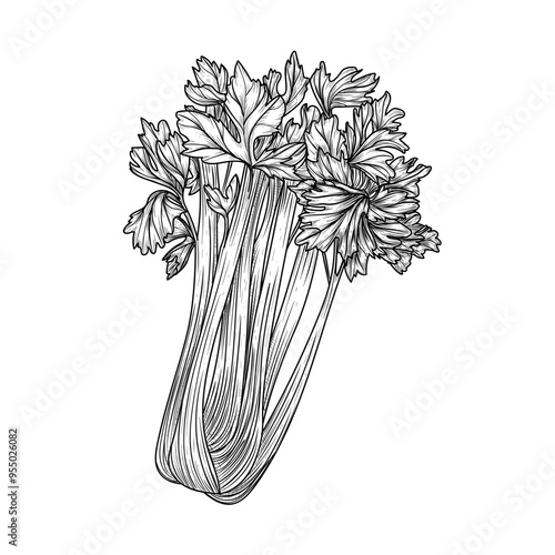 Vector illustration of celery in engraving style