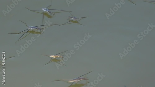 Water strider walking on a water