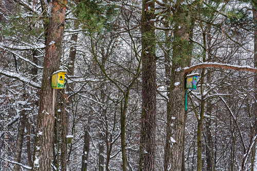 Winter nature. Birdhouses for birds in the winter forest