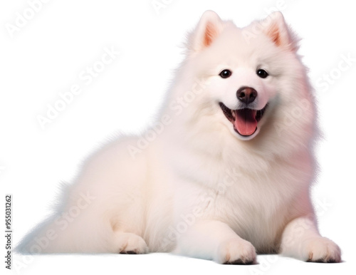 PNG Dog samoyed mammal animal.