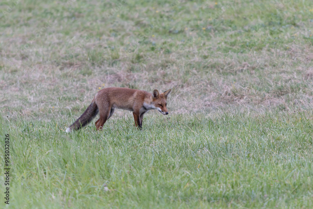 red fox Vulpes vulpes on hunting tour in a meadow red fox Vulpes vulpes on hunting tour in a meadow