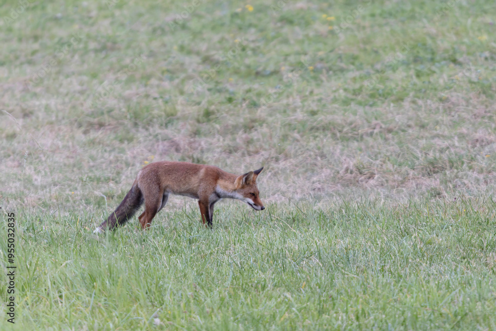 red fox Vulpes vulpes on hunting tour in a meadow red fox Vulpes vulpes on hunting tour in a meadow