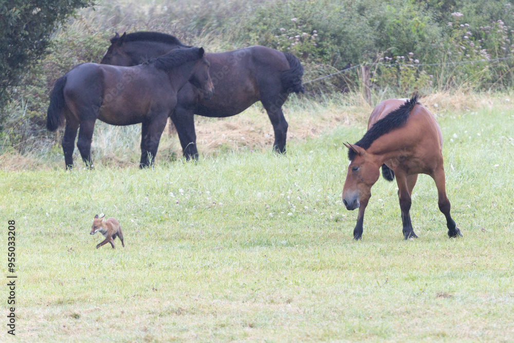 red fox Vulpes vulpes on hunting tour in a meadow red fox Vulpes vulpes on hunting tour in a meadow