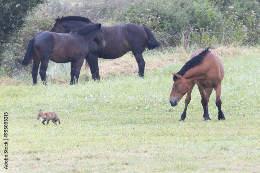 red fox Vulpes vulpes on hunting tour in a meadow red fox Vulpes vulpes on hunting tour in a meadow
