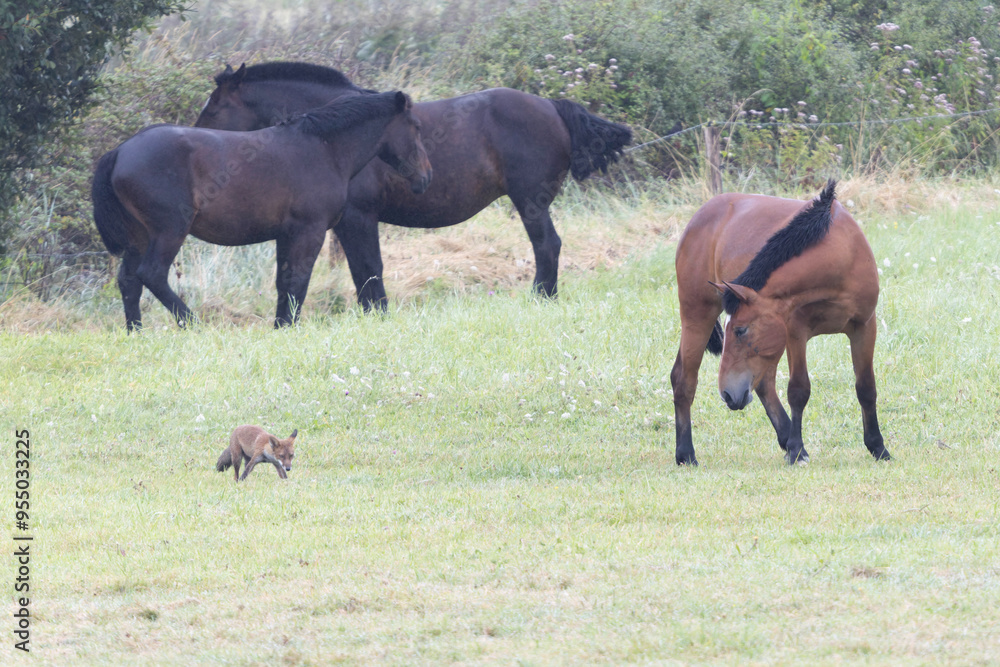red fox Vulpes vulpes on hunting tour in a meadow red fox Vulpes vulpes on hunting tour in a meadow