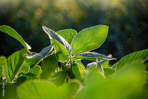 Close-up of green leaves of a young soybean plant. Agricultural plant during the period of active growth in the field. Selective focus.