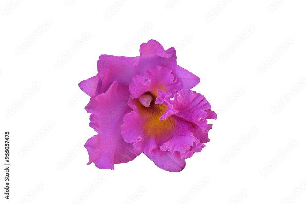 Fototapeta premium pink orchid flowers isolated on white background. Make clipping path.