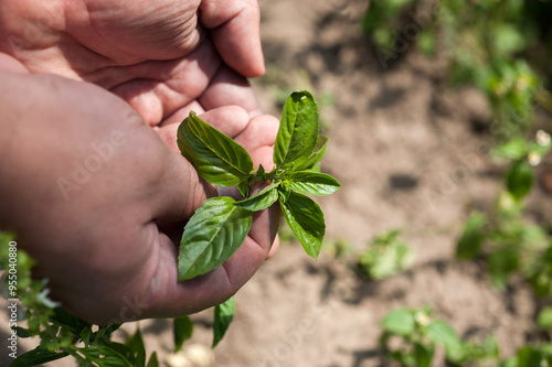 Hand holding a Thai basil flowers