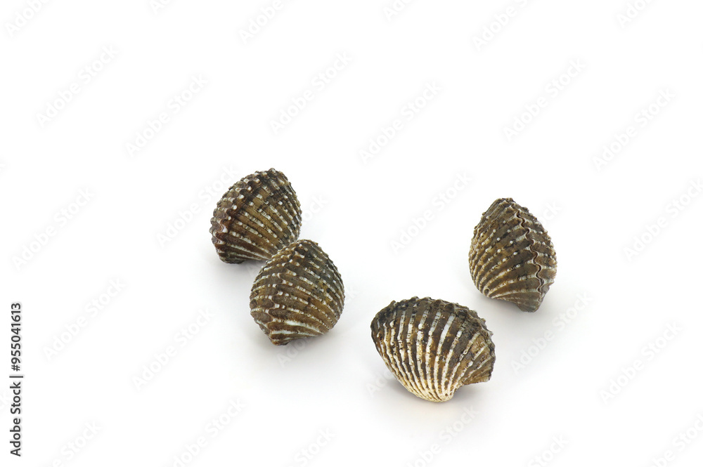 This is a close-up photo of a white background clam shell, commonly known as a cockle. seafood. This shell is often found on sandy. This is a close-up photo of a white background clam shell, commonly known as a cockle. seafood. This shell is often found on sandy.