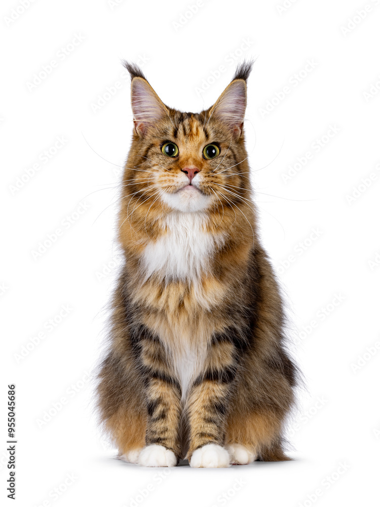 Obraz premium Impressive young adult tortie Maine Coon cat, sitting up facing front. Looking straight to camera with green eyes. Isolated on a white background.