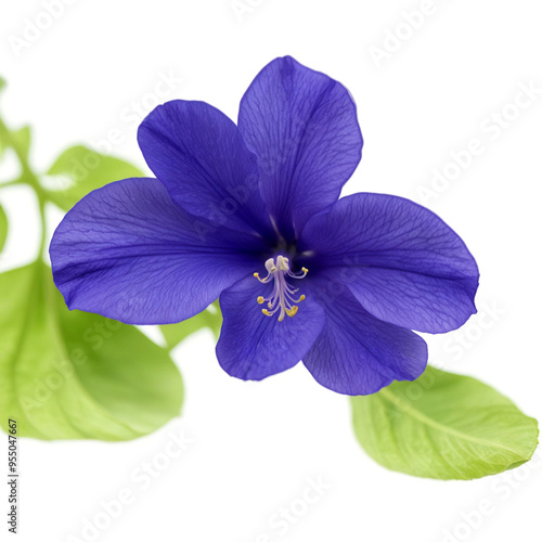 Clitoria ternatea or Aparajita flower, isolated on white background. photo