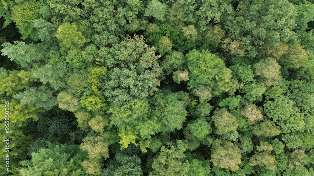 Forest treetops captured from above Forest treetops captured from above