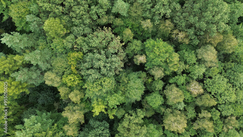 Forest treetops captured from above