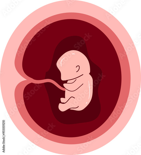 Human embryonic development Illustration  photo