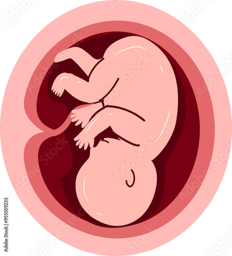 Human embryonic development Illustration 