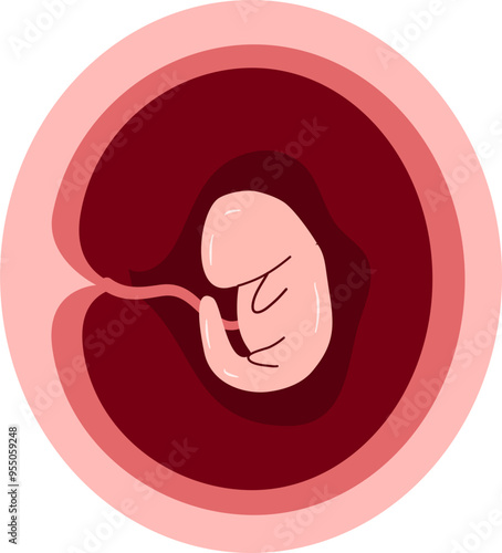 Human embryonic development Illustration 