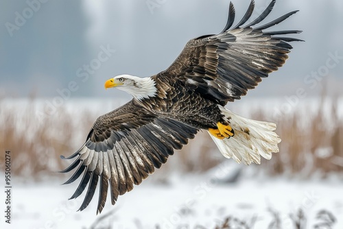 Bald Eagle in Flight with Spread Wings Over Snowy Landscape