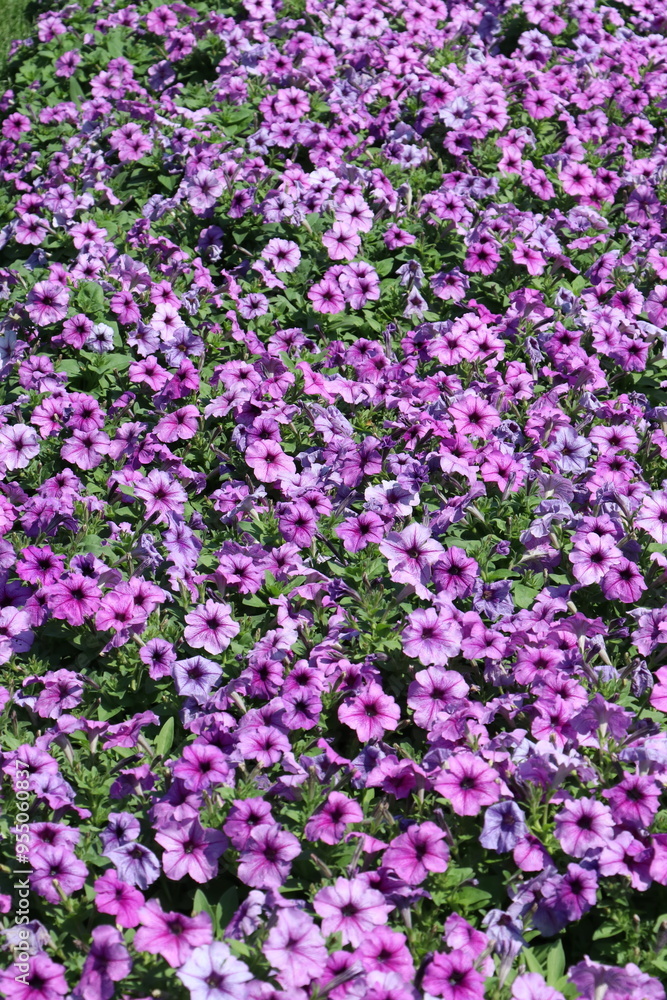 Naklejka premium Pink flowers in the park