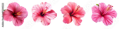 Beautiful collection of pink hibiscus flowers showcasing vibrant colors and delicate petals, perfect for nature-themed projects.