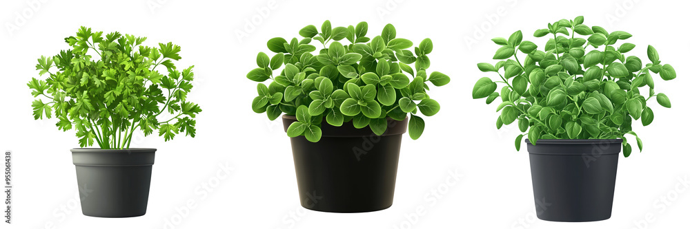 Bright green basil plants in three pots, showcasing fresh foliage and vibrant colors, ideal for culinary and gardening themes. Bright green basil plants in three pots, showcasing fresh foliage and vibrant colors, ideal for culinary and gardening themes.