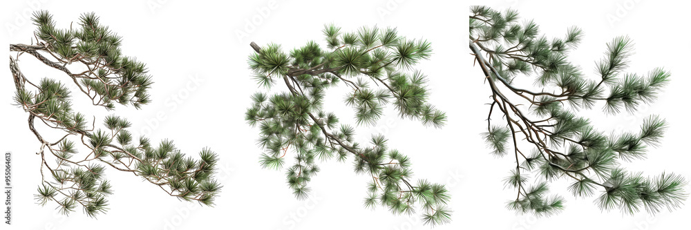 Towering pine tree branches on isolated transparent background Towering pine tree branches on isolated transparent background