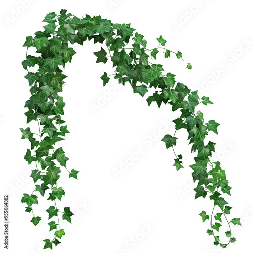 Wallpaper Mural Verdant ivy vines on isolated transparent background Torontodigital.ca