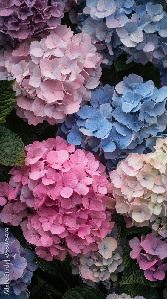 A Symphony of Colors: Hydrangeas in Full Bloom, Captured in a Close-Up Masterpiece A Symphony of Colors: Hydrangeas in Full Bloom, Captured in a Close-Up Masterpiece
