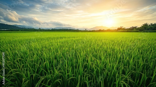 Golden Hour Over Lush Rice Paddy Fields