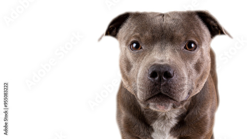 Blue American Staffordshire terrier isolated on background isolated