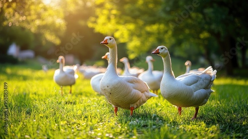 A flock of geese in a pasture, representing livestock diversity and poultry farming.