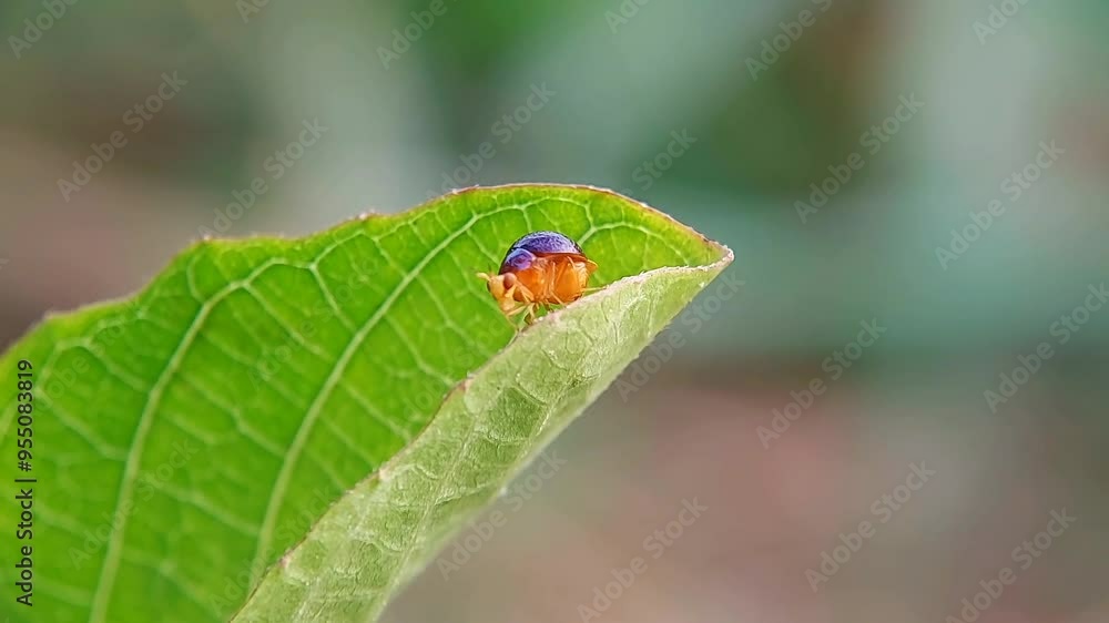 The Celyphidae, commonly known as beetle flies, sitting on a dry leaf. A fly species that look like beetle. It's a small sized flies and has body color of shining brilliant blue gold metallic. The Celyphidae, commonly known as beetle flies, sitting on a dry leaf. A fly species that look like beetle. It's a small sized flies and has body color of shining brilliant blue gold metallic.