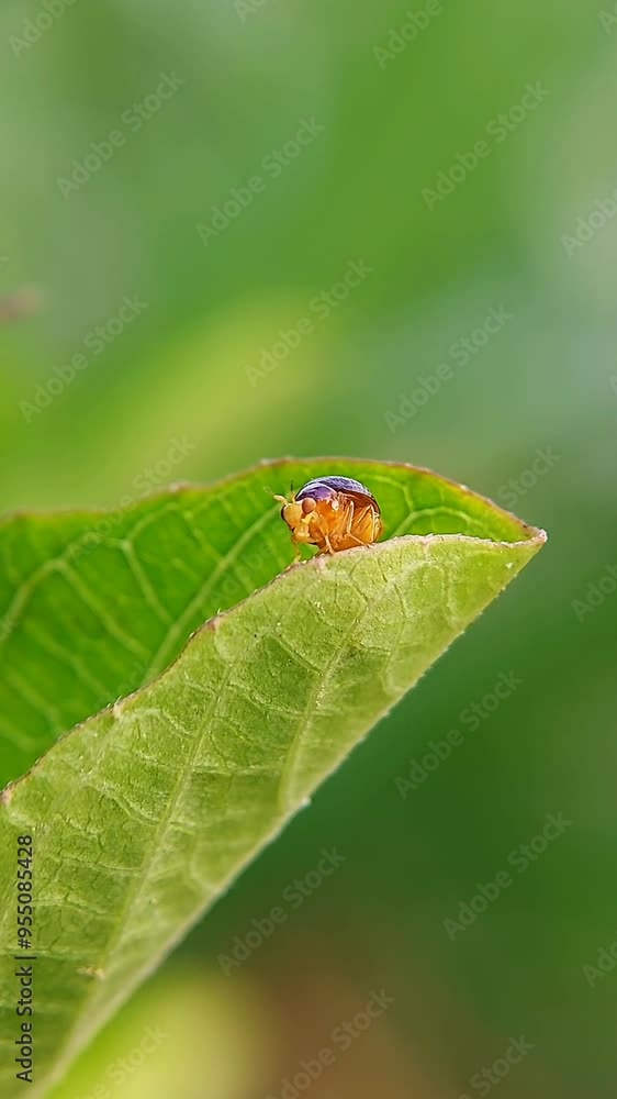 The Celyphidae, commonly known as beetle flies, sitting on a dry leaf. A fly species that look like beetle. It's a small sized flies and has body color of shining brilliant blue gold metallic. The Celyphidae, commonly known as beetle flies, sitting on a dry leaf. A fly species that look like beetle. It's a small sized flies and has body color of shining brilliant blue gold metallic.