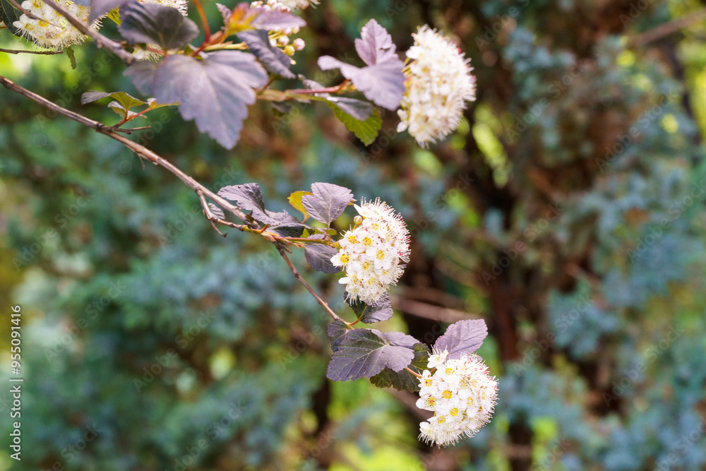 Φωτογραφία Close-up of white flowers Physocarpus opulifolius diabolo or Ninebark with purple leaves on dark blurred background