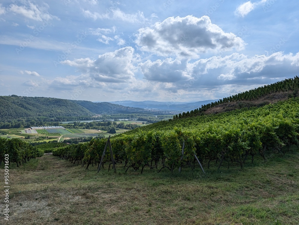 Obraz premium Ardèche, vignoble